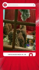 Momen Kompak Ibu-ibu Tarawih Pakai Mukena Macan Tutul