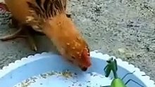 funny chicken