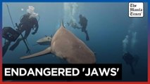 Shark bites rare in Florida -- experts