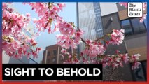 Tokyo wakes up to early blooms of cherry blossoms