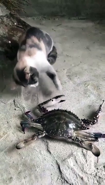 funny cat