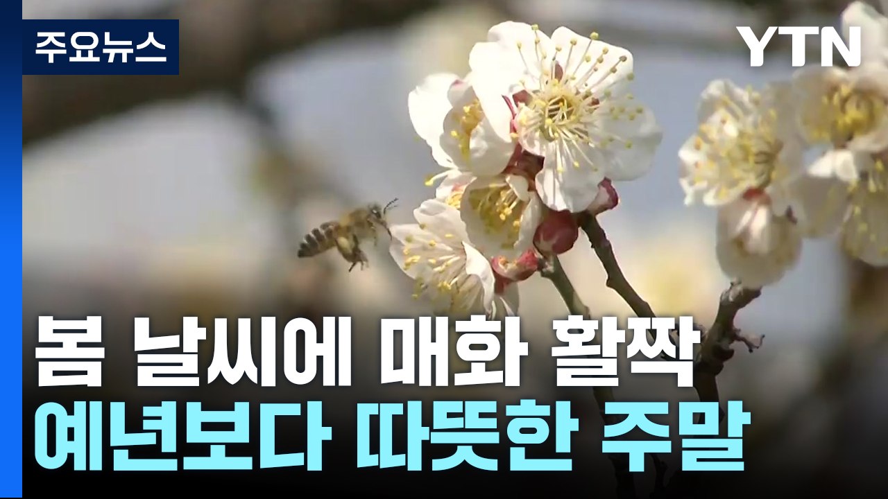 [날씨] 주말 봄 날씨에 매화 활짝...내일 고온 꺾여 / YTN