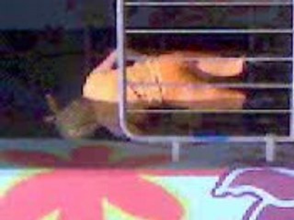carnaval grandmont 2008