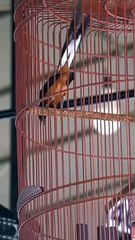 MURAI BATU CASPER MUNTAH BELING