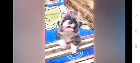 Funny Cats and Dogs  ll Funny Moments on pets