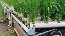 Double purpose na pagtanim ng palay
