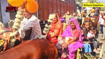Rajasthan Culture Wedding | Viral Video 2024 #viralvideos
