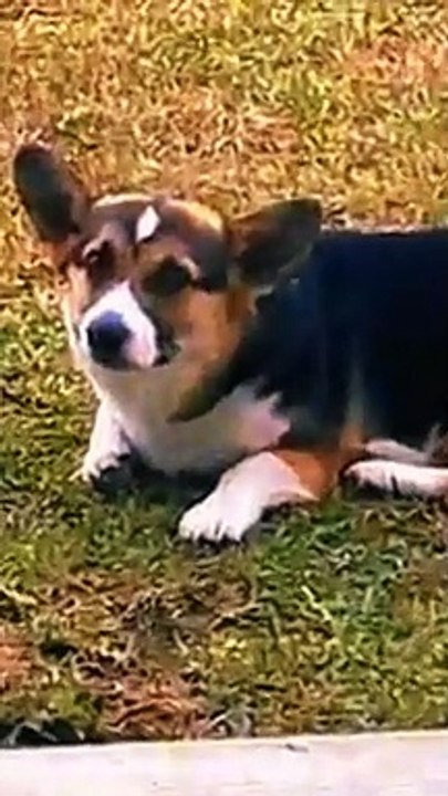 Cute dogs video