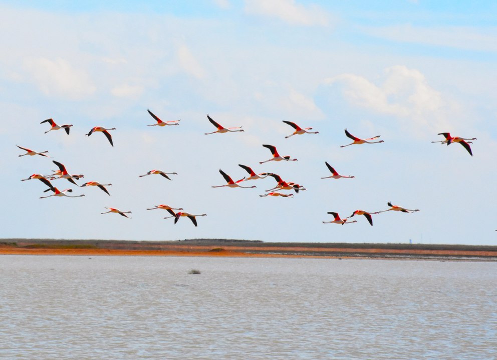 Tuz Gölü yazlıkçı flamingoları ağırlamaya başladı