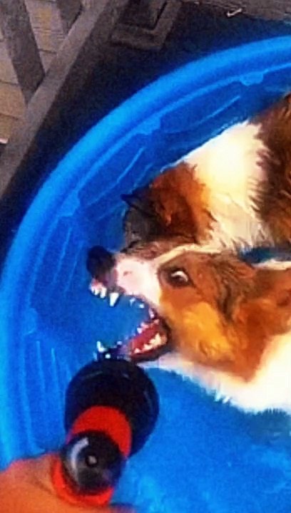 Cute dogs video
