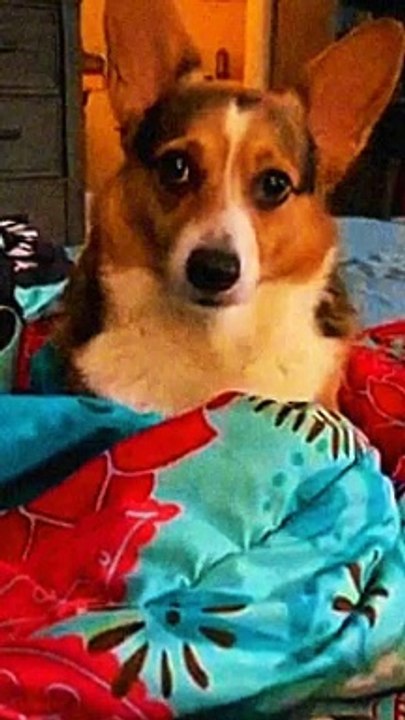 Cute dogs video