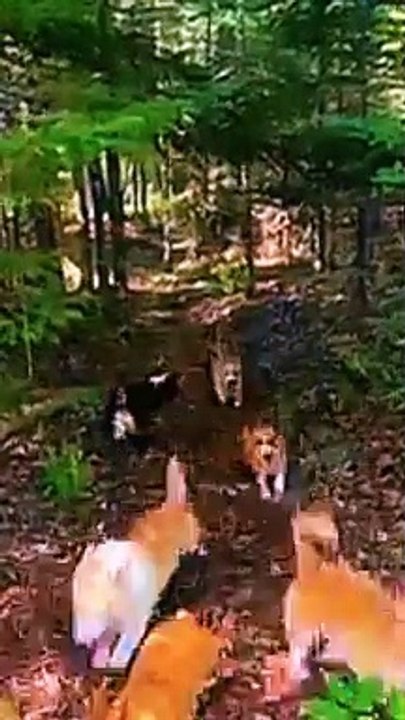 Cute dogs video 16