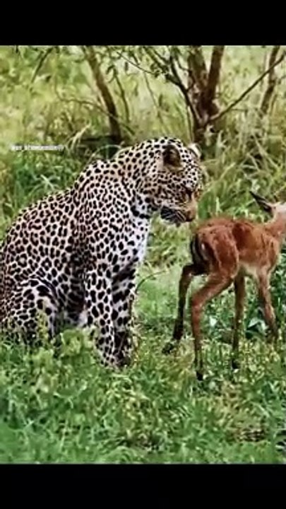 Very sympathy tiger