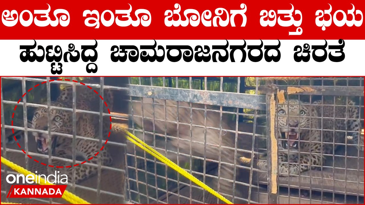 ಕುರಿಗಳನ್ನು ಬೇಟೆ ಆಡ್ತಿದ್ದ ಹನೂರಿನ ಚಿರತೆ ಹಿಡಿದ ಅರಣ್ಯ ಇಲಾಖೆ