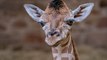 Baby giraffe born at Chester Zoo