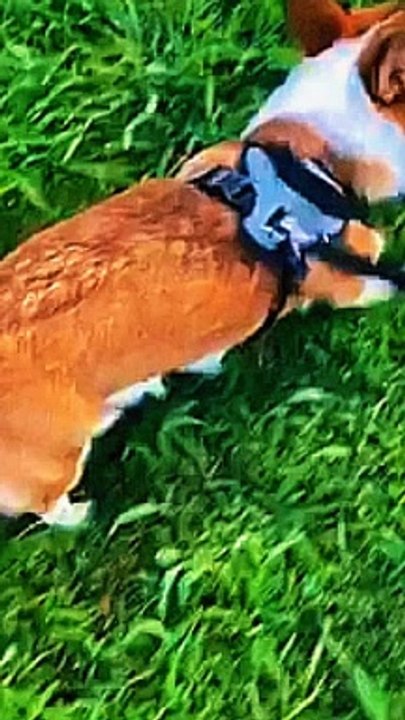Cute dogs video 18