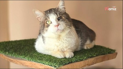 Trouvé agonisant dans un tas de feuilles mortes, ce chat calme rêve maintenant de trouver son bonheur