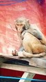 Viral Monkey Reels Video, Viral Video, Wild Animals #Animalsvideo#Animalsshorts
