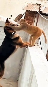 Animals Viral Video, Viral Monkey Reels, Animals Viral Shorts #Animals#Shorts