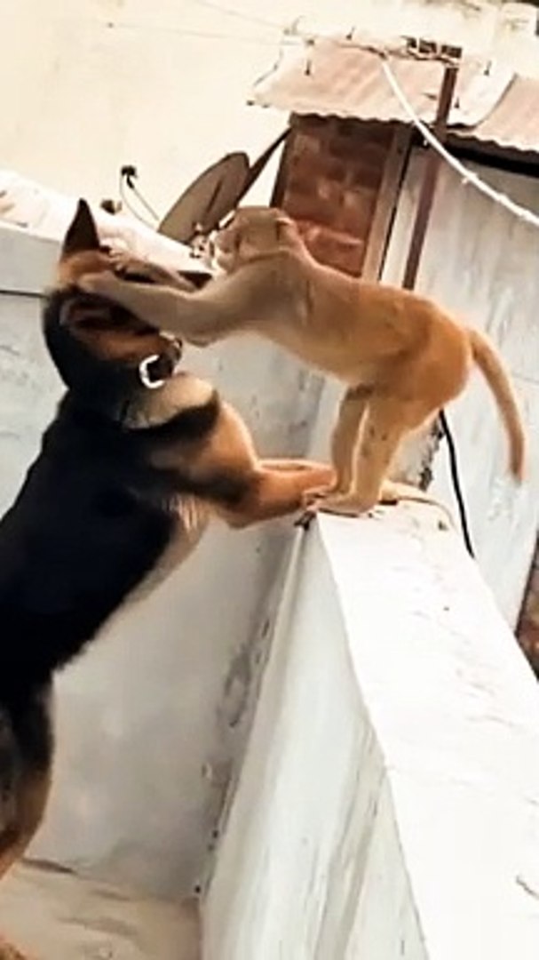 ⁣Animals Viral Video, Viral Monkey Reels, Animals Viral Shorts #Animals#Shorts