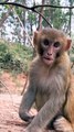 Animal's Shorts Video, Trending Video, Animals Video, Wild Animals #Animals#Monkeyvideo