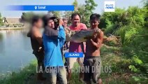 La gran evasión de los cocodrilos: Dos docenas de cocodrilos escapan en Tailandia