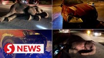 Stray elephant involved in crash in Kuala Terengganu captured, says district police chief