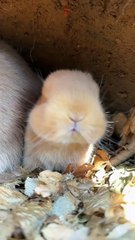 #cute #rabbit #millionviews