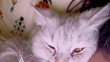 Meaw