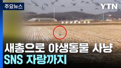 새총으로 야생동물 사냥한 외국인...SNS 자랑까지 / YTN