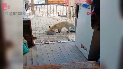 Muhtar, her gün evinin önüne gelen tilkiyi besliyor