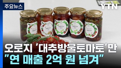 오로지 '대추방울토마토'만..."연 매출 2억 원 넘겨" / YTN
