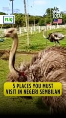 Comel betul burung unta ni!