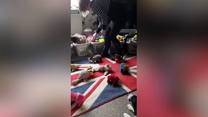 Britain's smartest dog? The Shrewsbury collie that knows all his toys