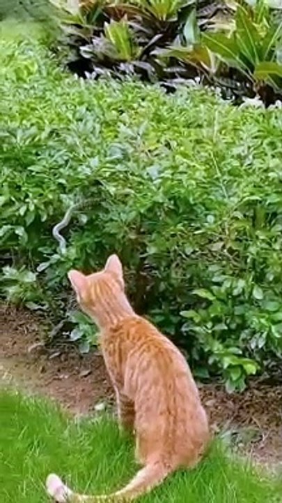 Cat and Green Snake