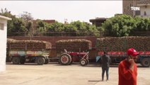 مصنع أبوقرقاص يبدأ في استقبال محصول البنجر من المزارعين والذي سيستمر توريده حتى شهر أغسطس القادم