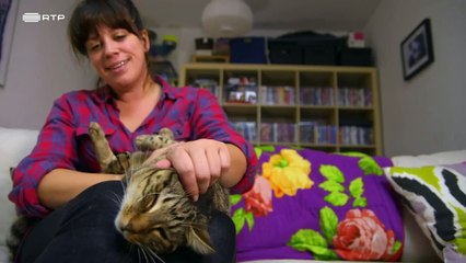 História dos Gatos - 2 de 3