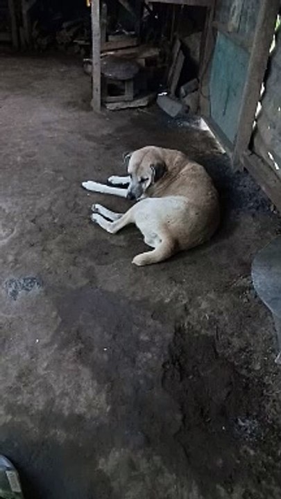 pet
