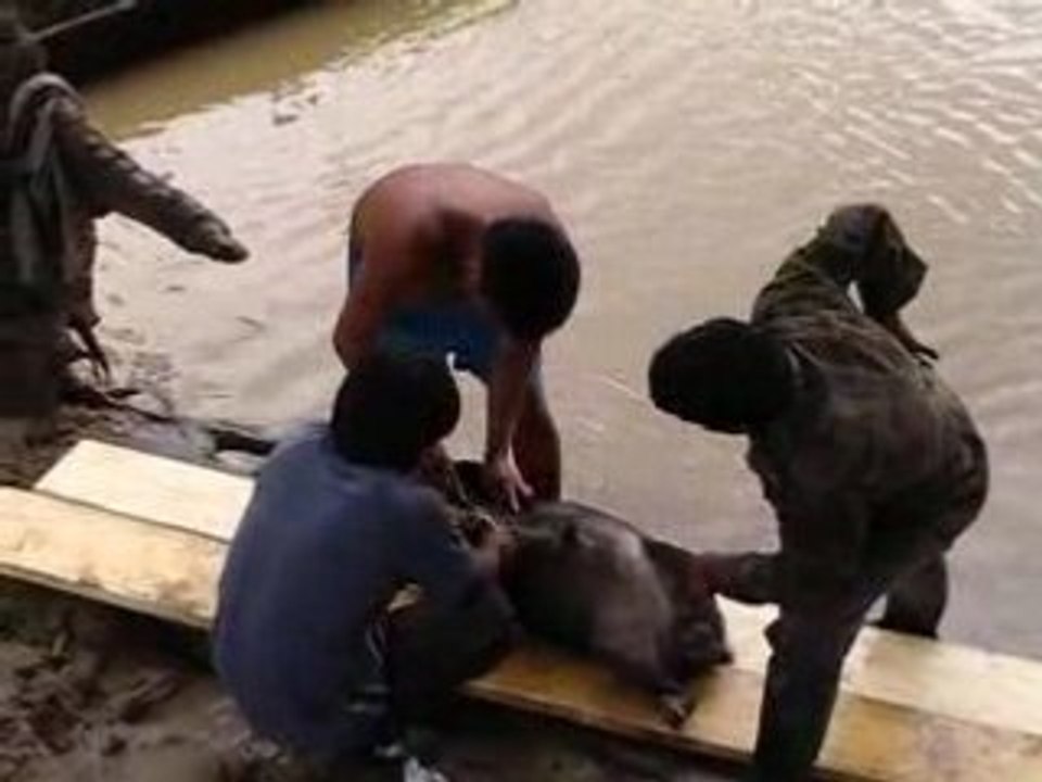 Dépecage d'un cochon sauvage à Juyuninsta