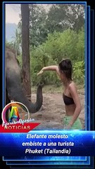 Elefante molesto embiste a una turista