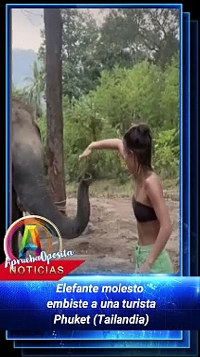 Elefante molesto embiste a una turista