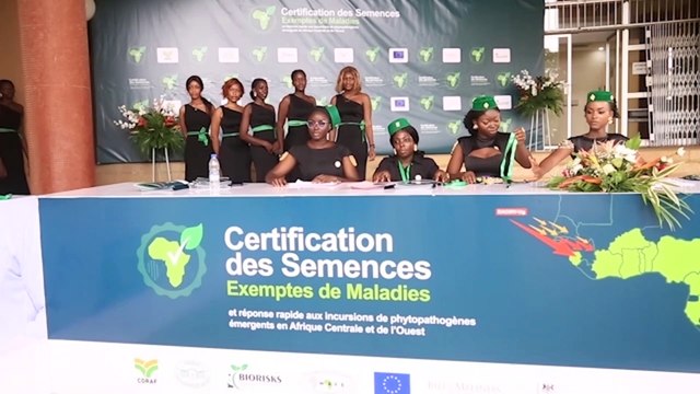 Des experts réfléchissent sur comment lutter contre les épidémies du manioc