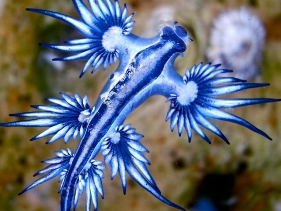 Giftige Gefahr am Golf von Mexiko: Behörden warnen vor blauem Drachen