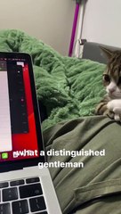 with his hands crossed and all  #softcatmemes  #cats  #funny #cutecat #animalmemes #shortvideo
