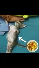 full of fench fies #softcatmemes #cats #catlife #funny #cutecat #animalmemes #shortvideo #ytshorts