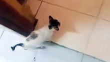 Cute Cat Relaxing in the CR