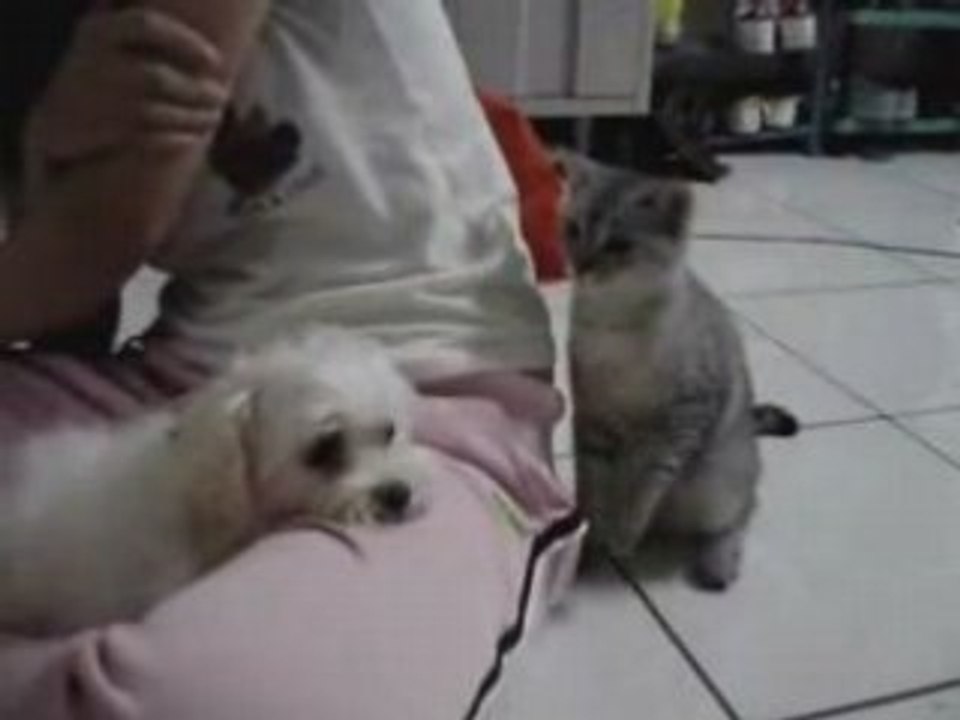 Chat_qui_cherche_la_baston