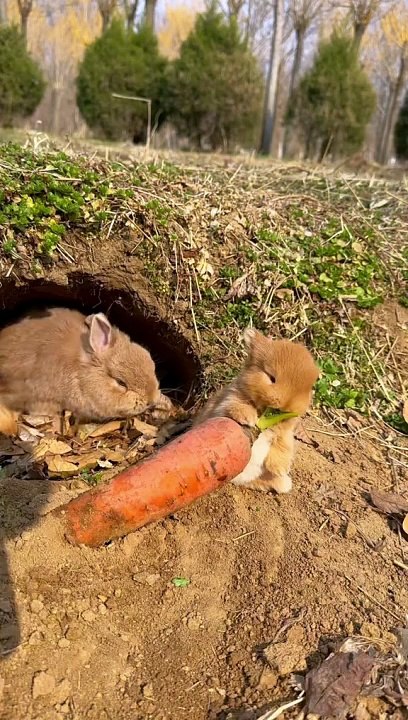 #cute #rabbit