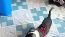 super dog dog
