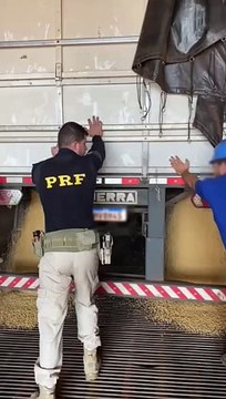 PRF apreende 5,8 toneladas de maconha escondidas em meio a carga de soja 1